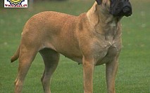 Bullmastiff 1 Bullmastiff 1